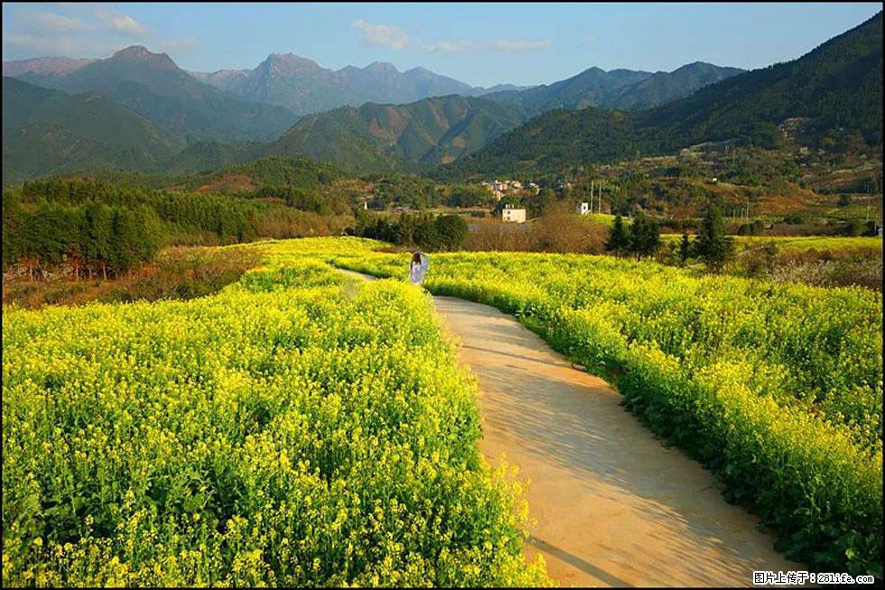 【春天,广西桂林灌阳县向您发出邀请!】长坪村油菜盛情花开 - 游山玩水 - 六安生活社区 - 六安28生活网 la.28life.com