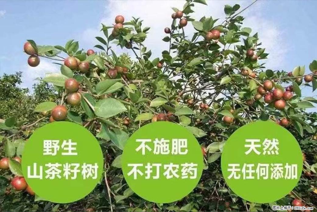 【灌阳县油茶产业示范区】一个有着充实的精神生活的人,对待身外之物自会有一种淡泊的态度 - 土特产 - 饮食特产 - 六安分类信息 - 六安28生活网 la.28life.com