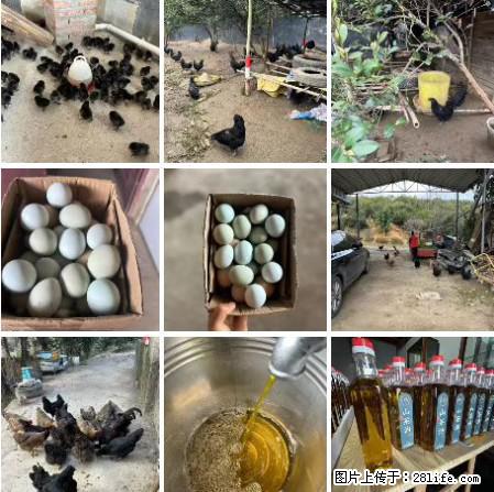 油茶园从小鸡仔开始养起的纯土鸡、土鸡蛋可以预定啦!还有前几天刚榨的纯山茶油哦 - 美食天地 - 六安生活社区 - 六安28生活网 la.28life.com