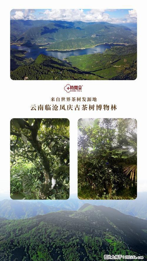 时间果百年古树2025年春红茶 - 购物交流 - 六安生活社区 - 六安28生活网 la.28life.com