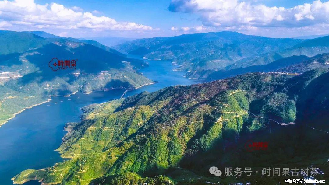 时间果百年古树龙珠普洱生茶 - 购物交流 - 六安生活社区 - 六安28生活网 la.28life.com