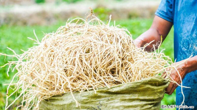 堪称“最难吃”的蔬菜，却是 “抗辐射神器”，还能护肺、清热、止咳化痰！ - 六安生活资讯 - 六安28生活网 la.28life.com