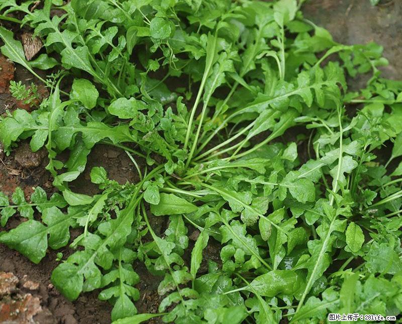 这些蔬菜是“天然钙片”，这6种被医生重点推荐 - 六安生活资讯 - 六安28生活网 la.28life.com