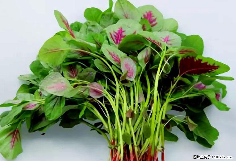 这些蔬菜是“天然钙片”，这6种被医生重点推荐 - 六安生活资讯 - 六安28生活网 la.28life.com