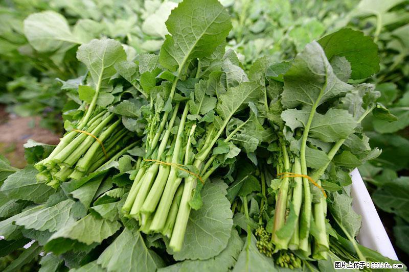 这些蔬菜是“天然钙片”，这6种被医生重点推荐 - 六安生活资讯 - 六安28生活网 la.28life.com