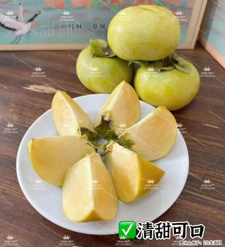 广西桂林平乐桥亭【红心猕猴桃】、【大秋甜柿】上市啦，欢迎各位新老客户下单（另有少量小果出售） - 六安生活资讯 - 六安28生活网 la.28life.com